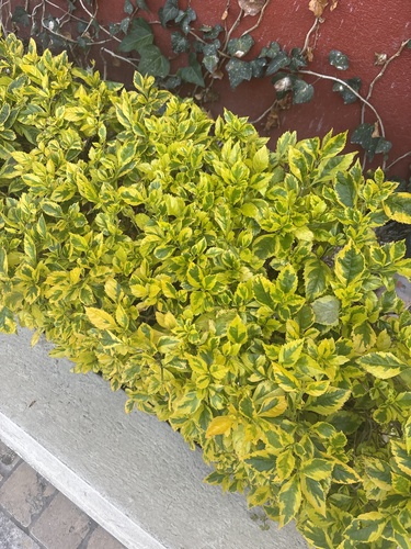 Duranta erecta observed 2026-10-26
