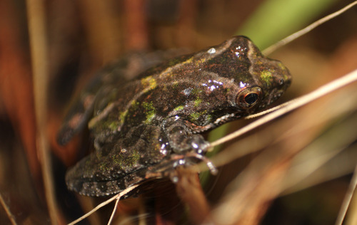 Southern Cricket Frog