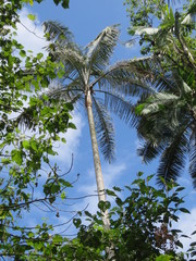Ceroxylon echinulatum