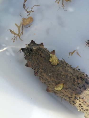 Holothuria observed 2026-10-26