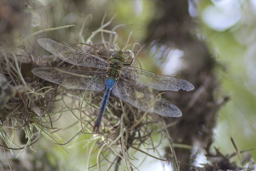Common Green Darner