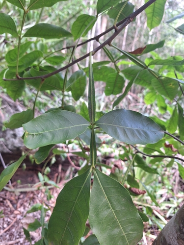 Melicoccus bijugatus observed 2026-10-24