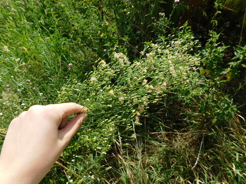 Erigeron canadensis
