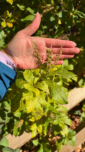 Clethra observed 2026-10-26