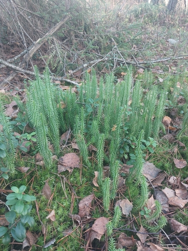 Spinulum annotinum observed 2026-10-26