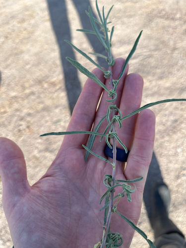 Fourwing Saltbush