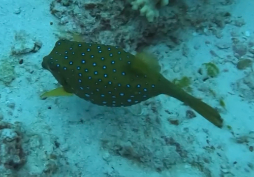 Ostracion cubicus observed 2026-10-26
