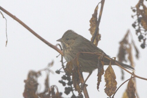 Lincoln's Sparrow