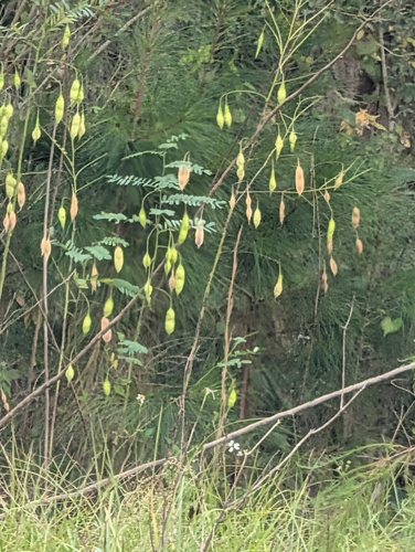 Sesbania observed 2026-10-26
