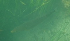 Halichoeres californicus