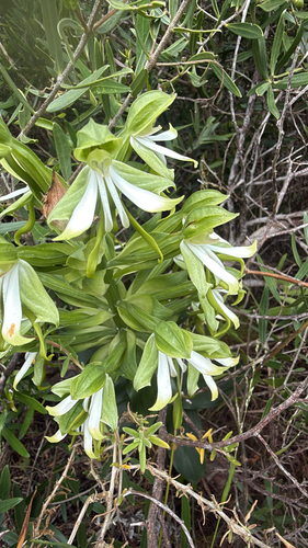 Habenaria observed 2026-10-26