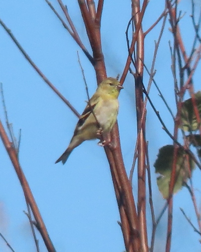 Spinus tristis