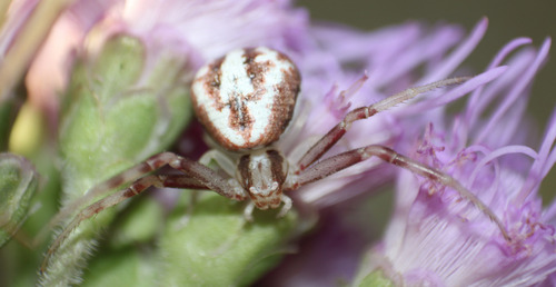 Misumenops bellulus