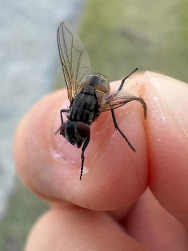 Common House Fly
