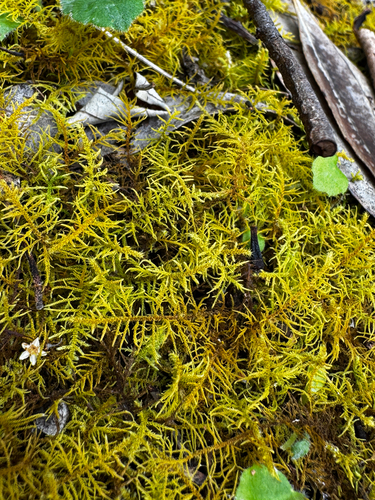 Thuidiopsis furfurosa observed 2026-10-19