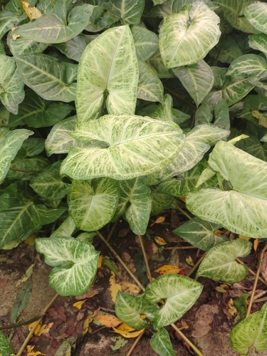 Syngonium observed 2026-10-26