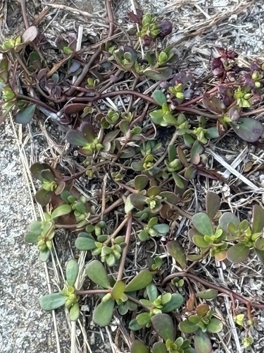 Common Purslane