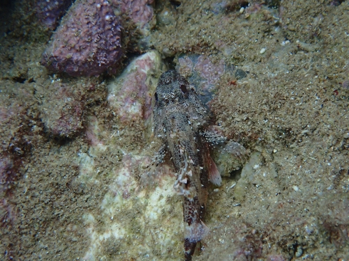 Scorpaena observed 2026-10-26