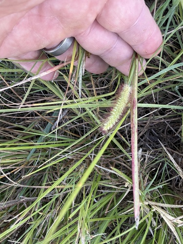 Setaria parviflora observed 2026-10-26