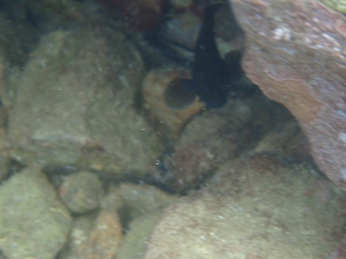 Epinephelus marginatus observed 2026-10-26