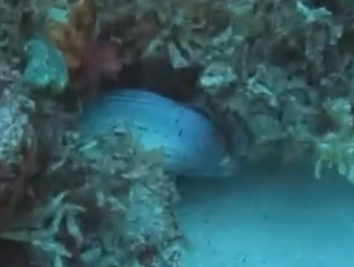 Gymnothorax observed 2026-10-26