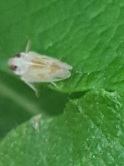 Macropsis