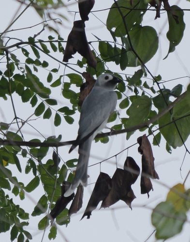Dicrurus leucophaeus observed 2026-10-25