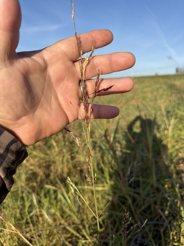 Bothriochloa pertusa observed 2026-10-26