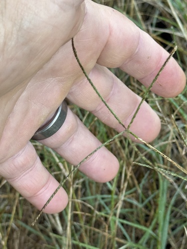 Bermuda grass