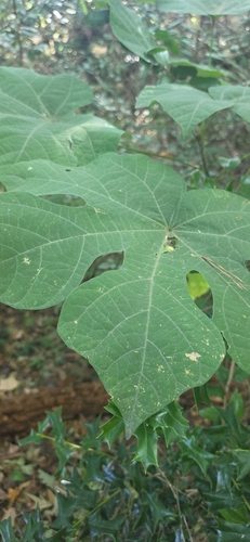 Firmiana simplex observed 2026-10-26