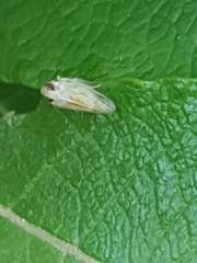 Macropsis
