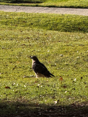 Red-tailed Hawk