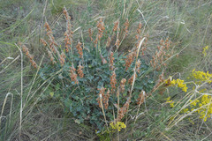 Hedysarum argyrophyllum