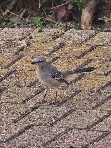 Northern Mockingbird