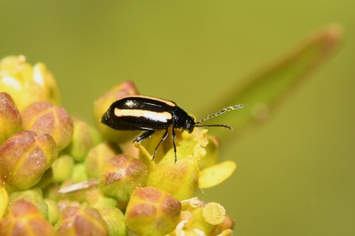 Phyllotreta undulata