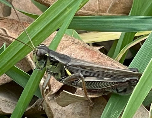 Red-legged Grasshopper