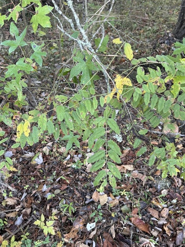 Amorpha fruticosa observed 2026-10-26