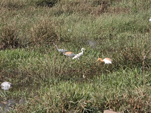 Eastern Cattle-Egret
