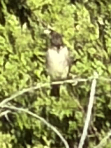 Eastern Phoebe