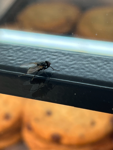 Common House Fly