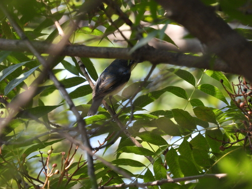Tarsiger cyanurus, 2026-10-26