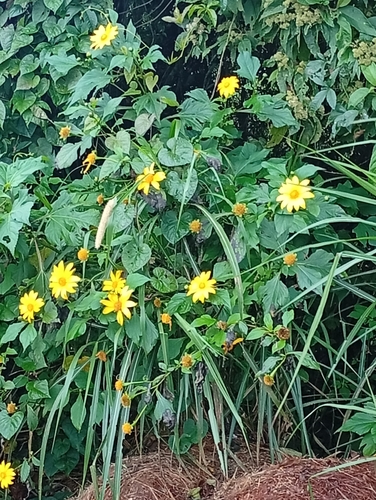 Tithonia diversifolia observed 2026-10-26