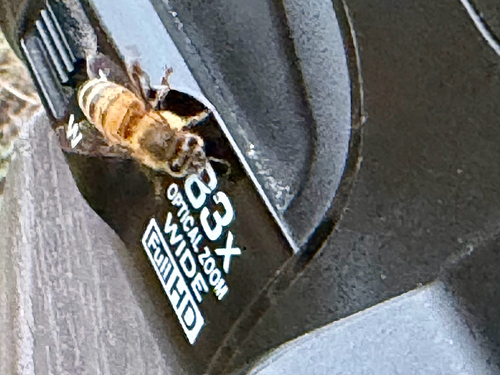Western Honey Bee