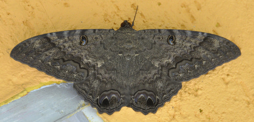 Ascalapha odorata