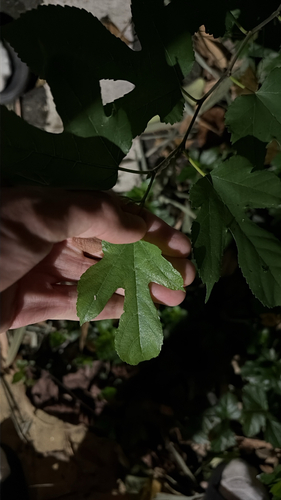 Morus indica observed 2026-10-26