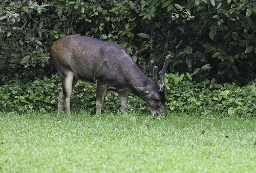 Rusa unicolor observed 2026-10-26