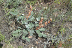 Hedysarum argyrophyllum