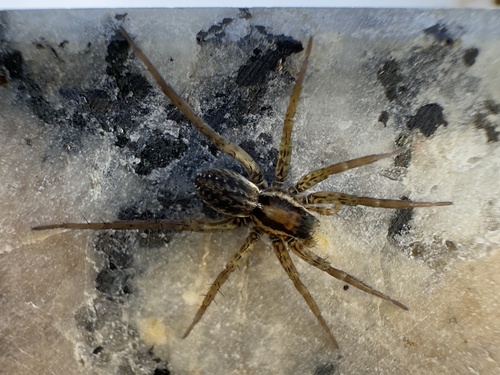Thin-legged Wolf Spiders