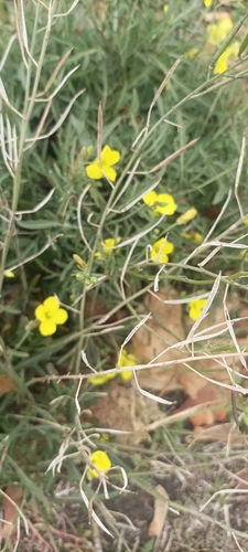 Perennial Wall-rocket