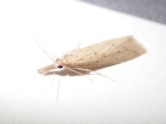 Donacaula longirostrallus